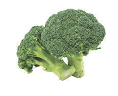 Broccoli